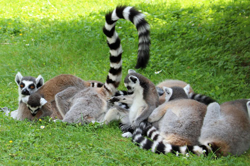 Chân dung loài vượn cáo đa thê đa thiếp khiến nhiều người "giật mình"