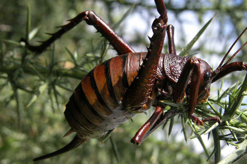 'Hết hồn' với những côn trùng đã xấu lại còn 'to hết phần thiên hạ'