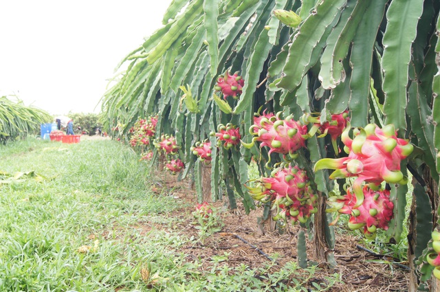 Bình Thuận: “Thủ phủ” thanh long đối diện nguy cơ thiệt hại 1.000 tỷ đồng vì dịch corona