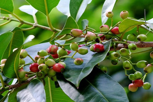 Thường xuyên uống nước lá vối sẽ giúp bạn chữa được những chứng bệnh phổ biến này