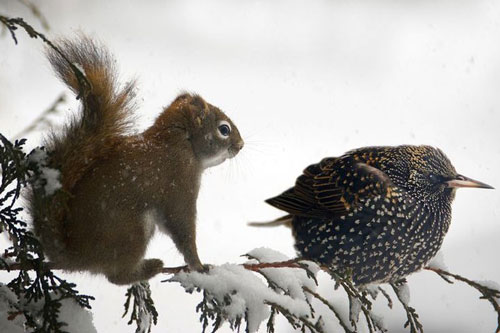 'Choáng' loài sóc tiến hóa thông minh, biết nhờ chim làm "gián điệp"