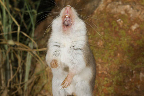 “Sốc” trước loài chuột hú như sói, làm thịt cả bọ cạp và rết cực độc