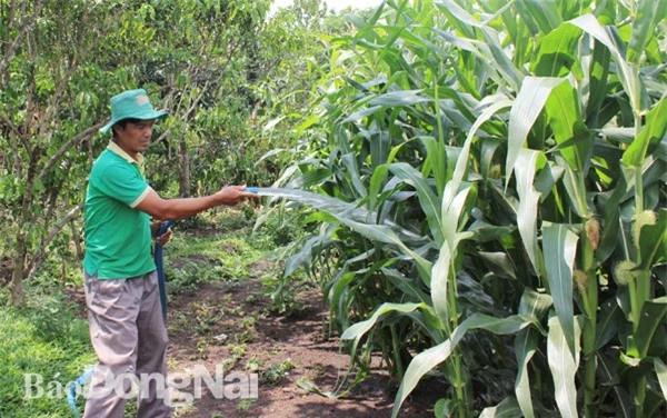 Nông dân Đồng Nai chủ yếu dùng giống bắp lai do doanh nghiệp FDI sản xuất. Trong ảnh: Bắp trồng tại xã Bảo Hòa (huyện Xuân Lộc). Ảnh: B.Nguyên