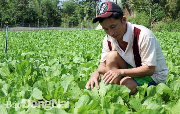 Gần 90% hạt giống rau ăn lá do doanh nghiệp FDI sản xuất. Trong ảnh: Sản xuất rau ăn lá tại xã Xuân Đông (huyện Cẩm Mỹ)