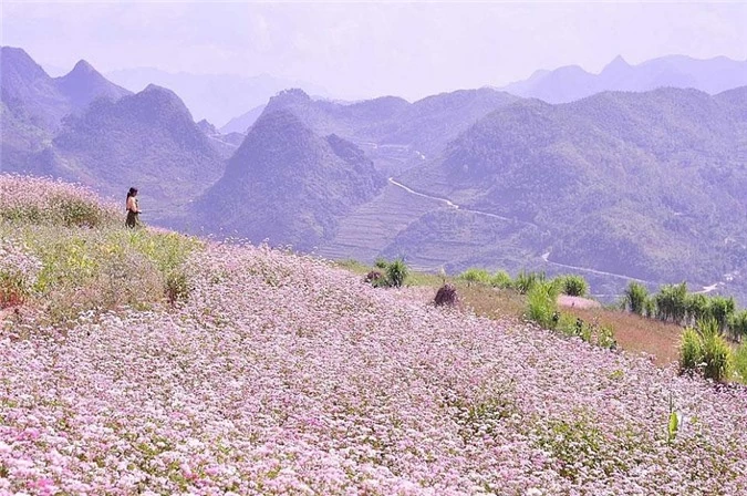 ngo ngang canh dong hoa mat troi lon nhat viet nam