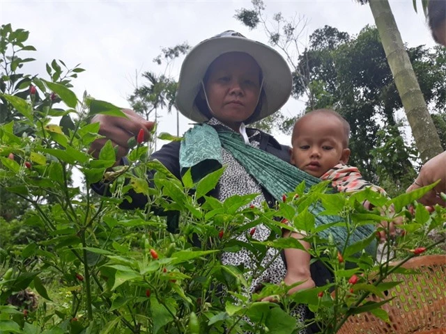Mỗi tuần chị Hồ Thị Lan thu hoạch ớt xiêm rừng từ 1 - 2 lần thu về khoảng 600 ngàn đồng