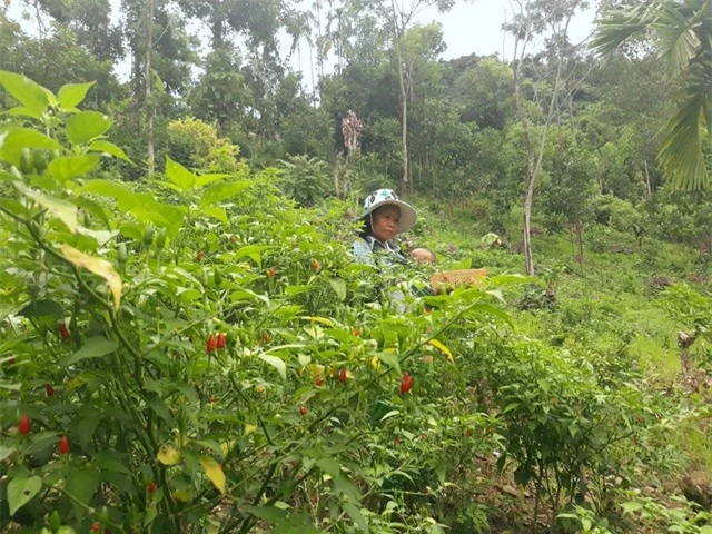 Cây ớt xiêm không được bón phân, phun thuốc nên được xem là loại gia vị sạch.