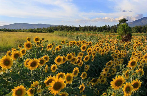 Ngỡ ngàng trước cánh đồng 'hoa mặt trời' lớn nhất Việt Nam