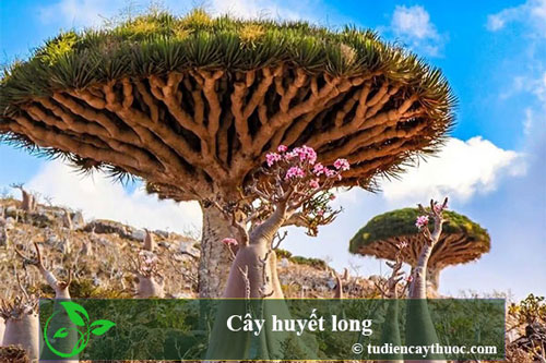 CLIP: "Đứng hình" trước loài cây "tiết ra máu rồng" độc đáo bậc nhất thế giới