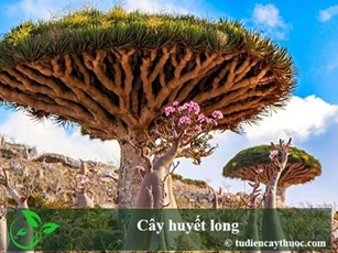 CLIP: "Đứng hình" trước loài cây "tiết ra máu rồng" độc đáo bậc nhất thế giới