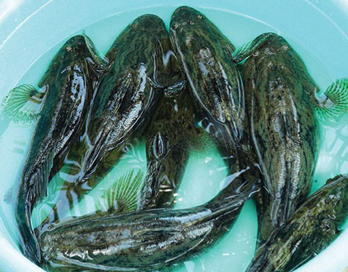 Khám phá thú vị về cá bống tượng có thể nhịn đói nhiều ngày