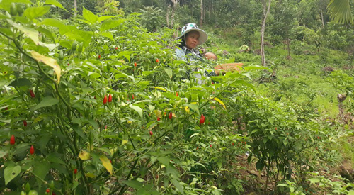 Quảng Ngãi: Kiếm tiền triệu từ đặc sản ớt xiêm rừng