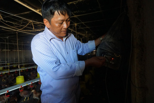 Quảng Ngãi: Nuôi gà cho nghe nhạc mang về thu nhập "khủng"