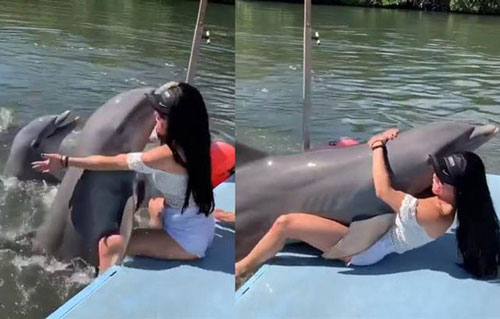 Được gái xinh ôm ấp, cá heo làm điều ngượng chín mặt