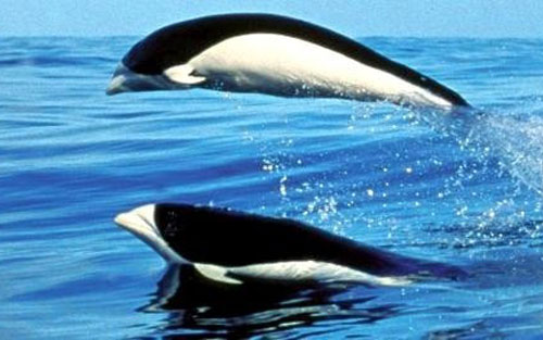 Loài cá heo âm dương, hễ bị bắt là trầm cảm tự tử