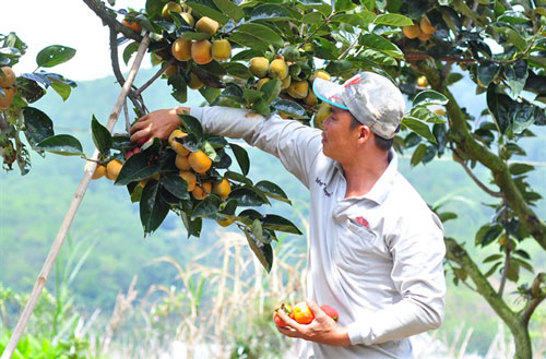 Lâm Đồng: Lãi cả trăm triệu đồng từ vườn hồng vuông