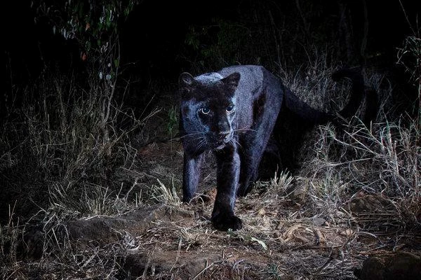 Một cá thể báo đen quý hiểm tại châu Phi mới đuợc phát hiện sau hơn 100 năm (Ảnh: Will Burrard-Lucas)