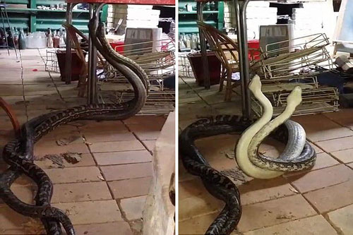 Ảnh động vật: Trăn khổng lồ quyết chiến trong... nhà bếp