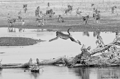 'Kỳ quái' cảnh khỉ đầu chó thi nhảy cầu như người