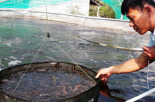 Nông dân kiếm tiền tỷ mỗi năm từ tôm thẻ