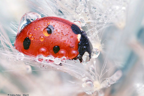 'Thích thú' trước loạt ảnh 'siêu xinh' về động vật bé tí hon