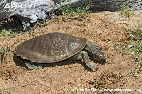'Sốc' trước loài rùa hô hấp bằng... 'hậu môn'
