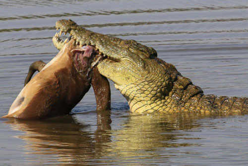 'Kinh hãi' trước hình ảnh gây ám ảnh của 'sát thủ đầm lầy'