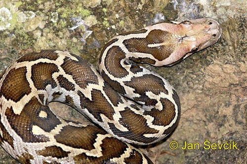 Sự thật đầy 'kinh hãi' về loài trăn đá khổng lồ ăn thịt người