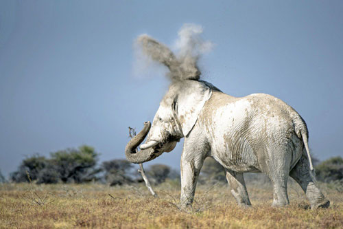 'Chết cười' với những pha 'tấu hài' cực đỉnh của loài voi
