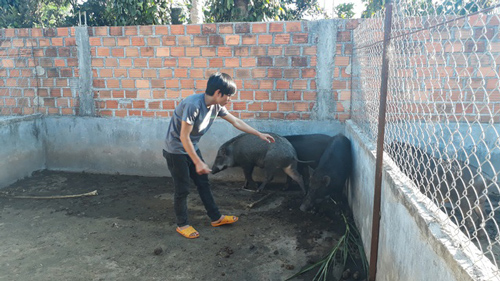 Triệu phú 9X làm giàu từ nuôi heo rừng lai