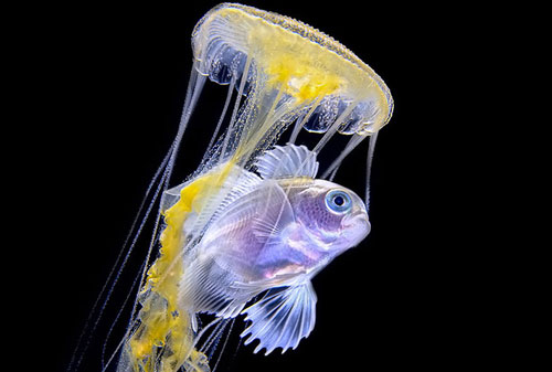 Loạt ảnh đầy ấn tượng về cuộc sống đa màu sắc và cũng không kém phần diệu kỳ dưới đại dương sâu thẳm