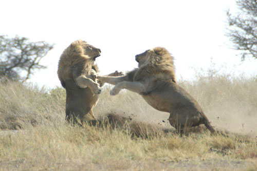 Trận giao chiến 'ác liệt' tranh giành lãnh thổ của vua sư tử