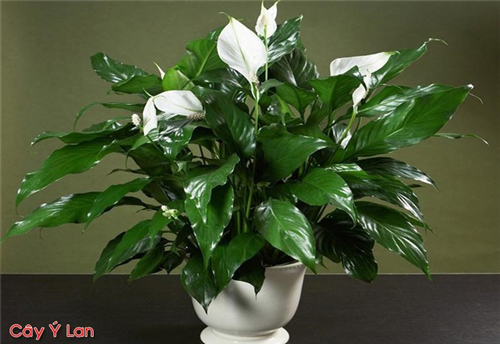 Đặt loại cây phong thủy này trong nhà thần Tài cũng "gật gù ưng bụng", tài lộc tự đến "gõ cửa"