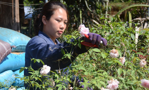 Nữ nhân viên y tế kiếm thêm gần chục triệu đồng từ hơn 2.000 gốc hồng