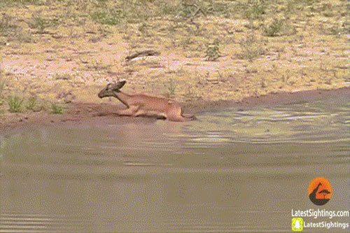 Cá sấu con 'máu chiến', lôi tuột linh dương con xuống sông