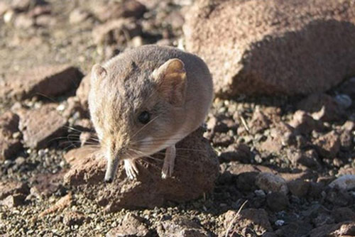 'Giật mình' trước loài chuột có họ hàng với voi châu Phi