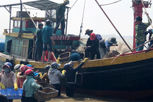 Trúng đậm cá cơm đầu xuân, ngư dân bỏ túi hàng chục tỷ đồng