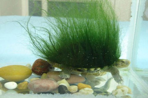 'Thích thú' với chú rùa có cả 'khu vườn' trên mai