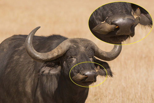 Bữa tiệc 'đẫm máu' của chim sẻ ác ôn trên người trâu rừng