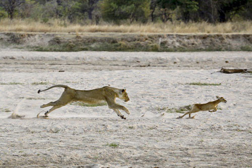 Cặp vợ chồng sư tử bị linh dương Puku con 'sỉ nhục'