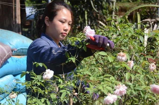 Nhiều cây hồng có dáng đẹp, cao gần 2m được bán với giá vài triệu đồng