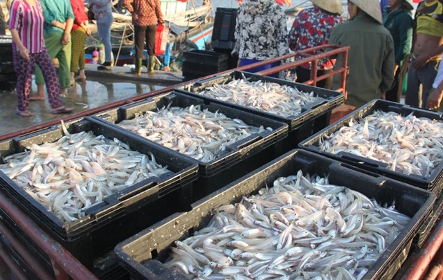Cá cơm hiện có giá dao động từ 15.000 - 18.000 đồng/kg, cao hơn năm trước từ 4.000/kg 