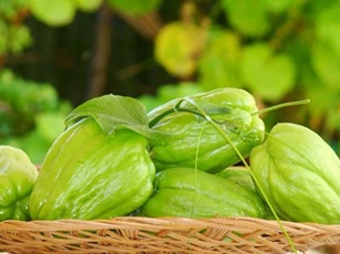 Những lợi ích "vàng" của su su càng ăn càng thấy rõ, đặc biệt là cái số 1