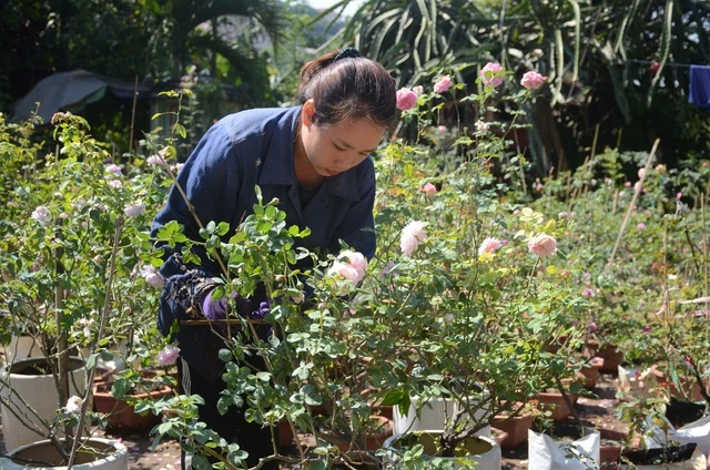 Vườn hồng ngoại với hơn 2000 gốc của nữ nhân viên y tế