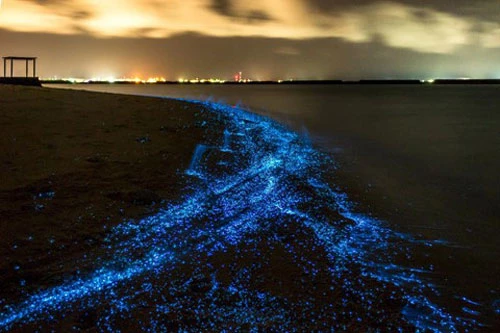 Hòn đảo mê hoặc này được biết đến với bãi biển luôn phát ra ánh sáng xanh ảo diệu mỗi khi đêm về. Thoạt nhìn, bạn sẽ thấy mặt nước như những tấm gương phản chiếu bầu trời đầy sao. Hiện tượng độc nhất này là do phát quang sinh học, một loại tảo đơn bào có tên gọi dinoflagellate đã phát sáng để đánh lạc hướng kẻ thù.