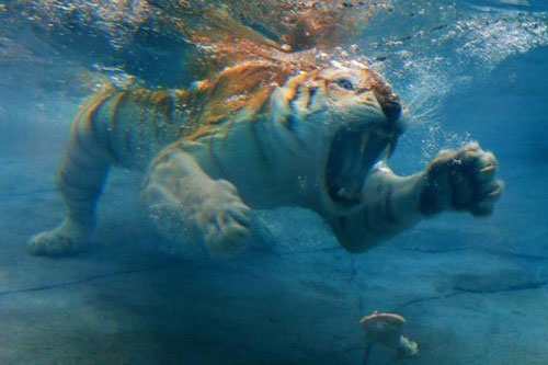 Ảnh động vật: Trăn khổng lồ lang thang trên sân golf