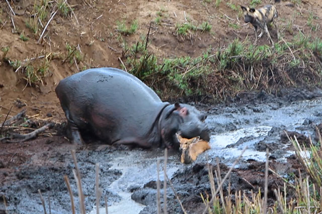 Linh dương chết thảm vì bị hà mã... hiểu lầm