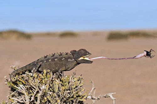 'Bất ngờ' với vũ khí tuyệt đỉnh của tắc kè
