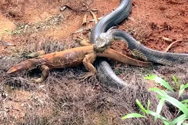 Kỳ đà chết thảm khi đối mặt với rắn hổ mang ‘khủng’
