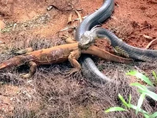 Kỳ đà chết thảm khi đối mặt với rắn hổ mang ‘khủng’